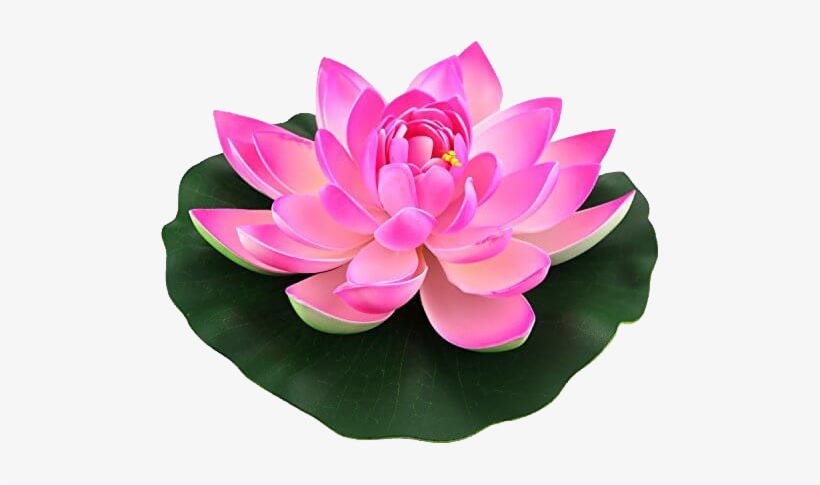 Lotus Flower, transparent png download