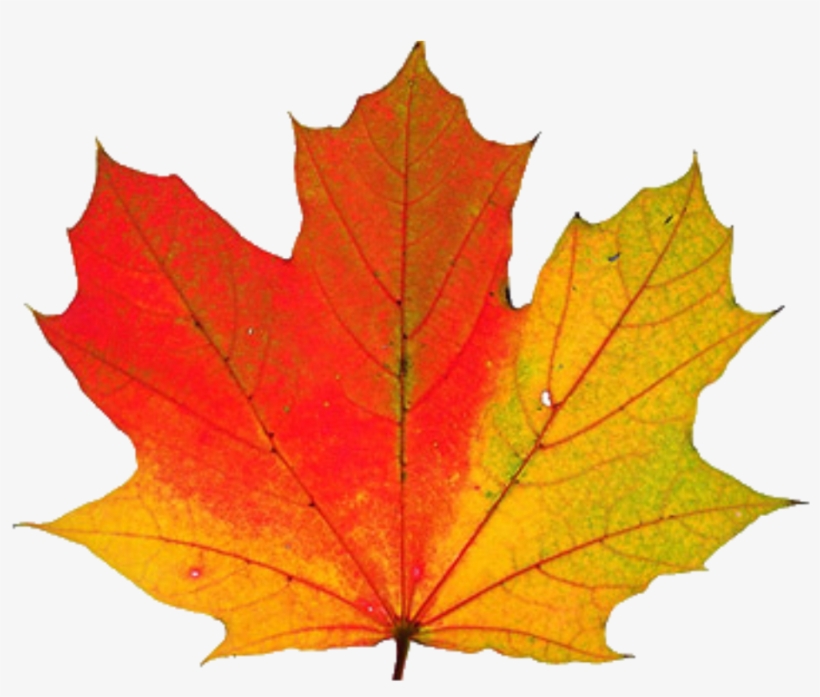 Thanksgiving Transparent Png - Thanksgiving Png, transparent png download