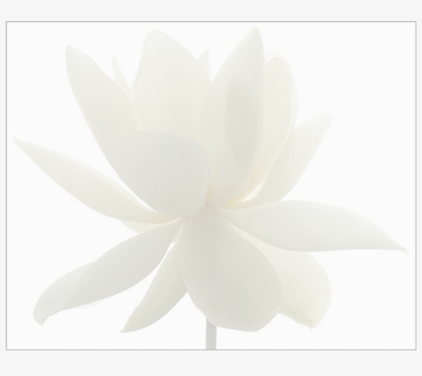 Lotus Flower Fade1 - Echeveria, transparent png download