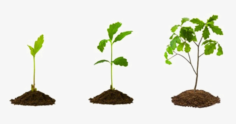 Growing Plant Png Picture - Growing Up: How To Be A Disciple, transparent png download