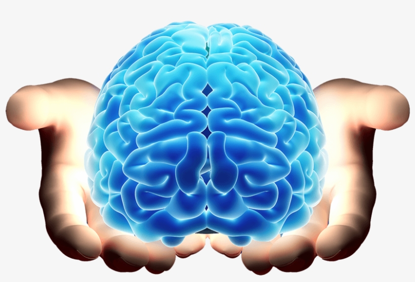 No Widget Found - Imagenes De Cerebro Png, transparent png download