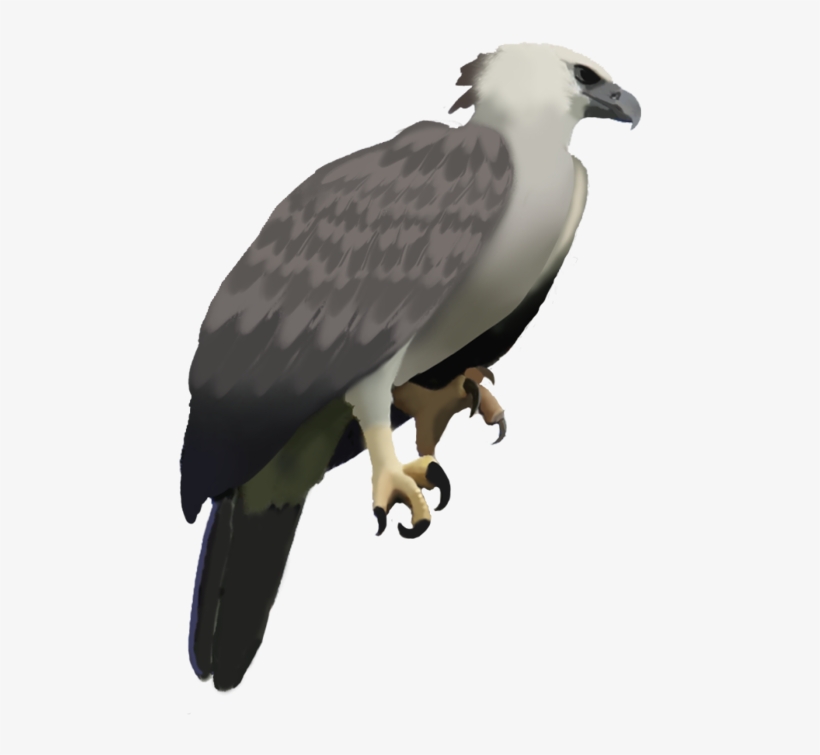 Harpy Eagle - Osprey, transparent png download