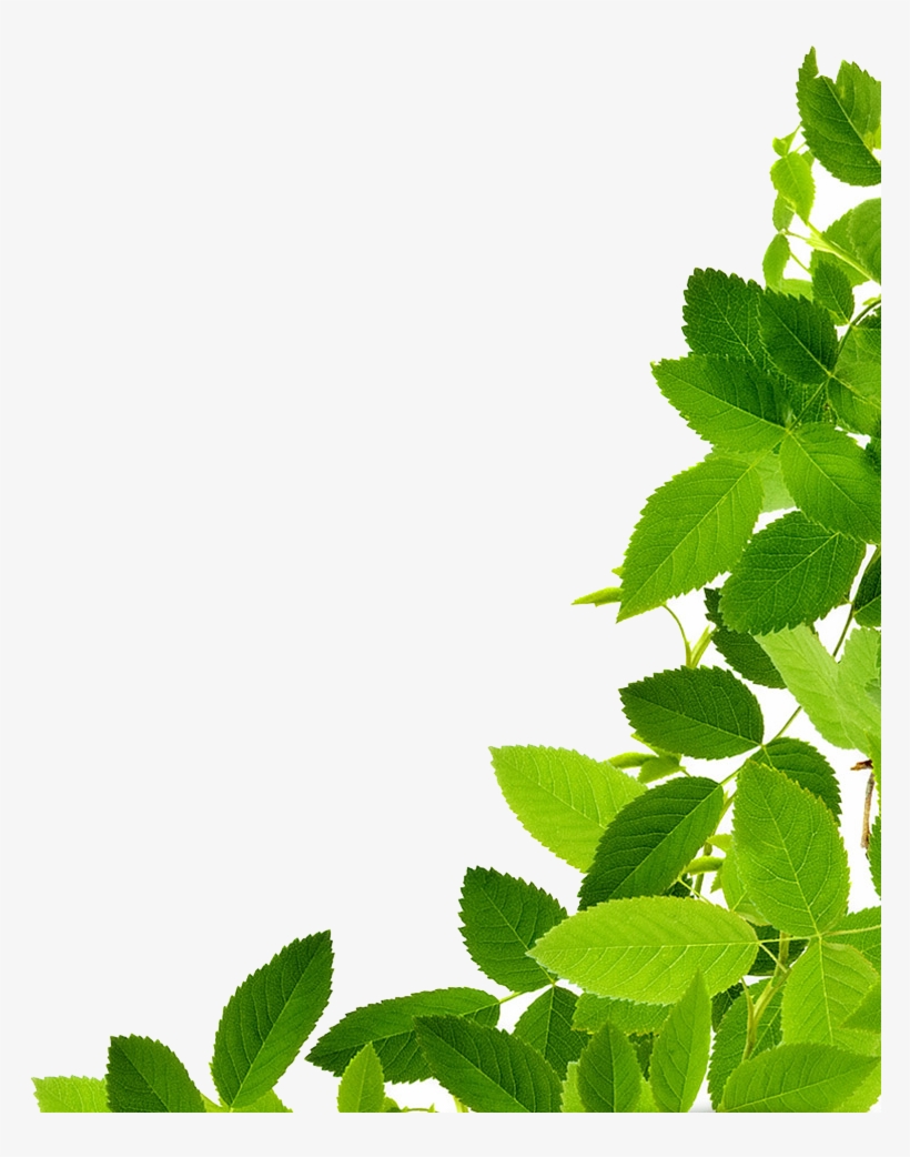 Png Green Leaves Download Png Image Leaves Png Clipart - Maryruth Organics Vegan Vitamin D3 Gummy (plant Based,, transparent png download