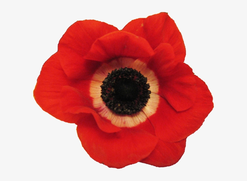 Plants/ Flowers/ Anemone Red - Red Flower Png Real, transparent png download