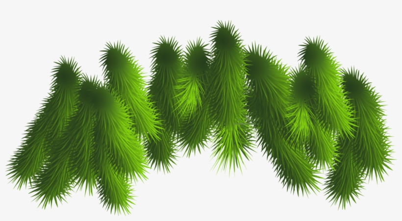 Branch Clipart Christmas - Pine Boughs Transparent, transparent png download