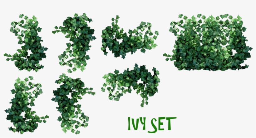 Clip Art Free Ivy Plant Drawing At Getdrawings - Ivy Plant Png, transparent png download