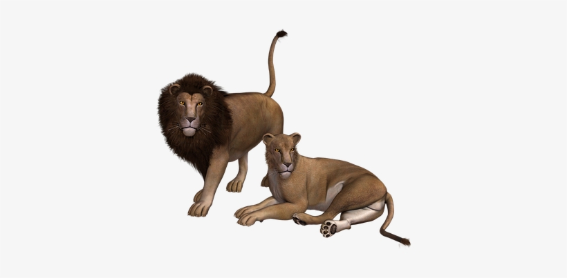 Lion, transparent png download