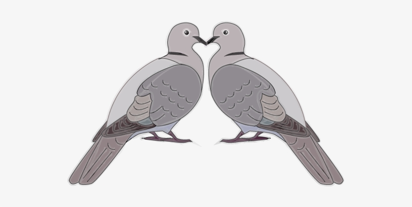I - American Mourning Dove, transparent png download