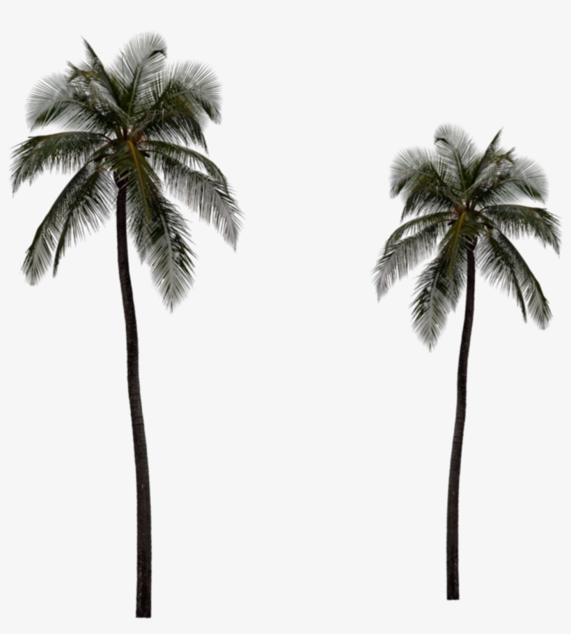 Go To Image - Giclee Painting: Ashkenazi's Tropical, 41x41cm., transparent png download