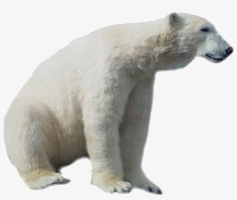 Polar Bear Png Hd - Polar Bear Png, transparent png download