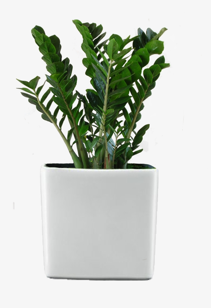 Green World Builders Inc - Transparent Indoor Plants Png, transparent png download