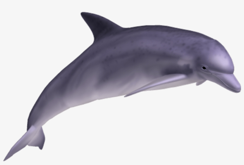 Free Png Dolphin Png Images Transparent - Dolphin Png Transparent PNG