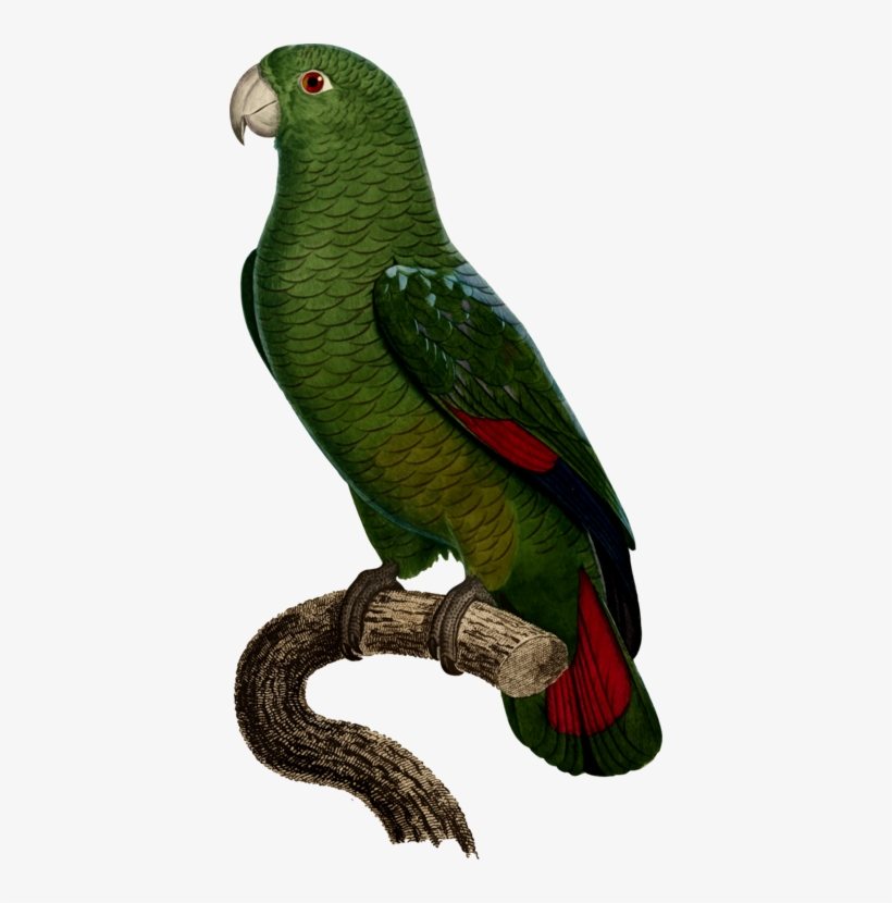 Budgerigar Drawing True Parrot Cockatoo - Black Billed Parrot, transparent png download