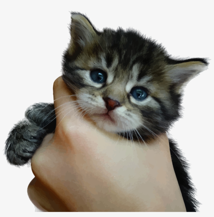 This Free Icons Png Design Of Cute Kitten, transparent png download