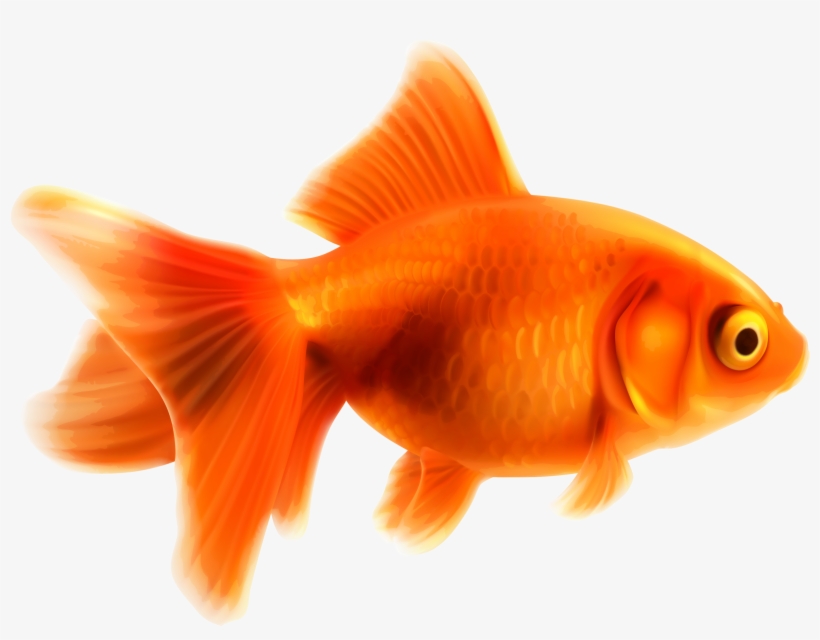 Фотки Goldfish Party, Fish Art, Lagos, Party Themes, - Goldfish, transparent png download
