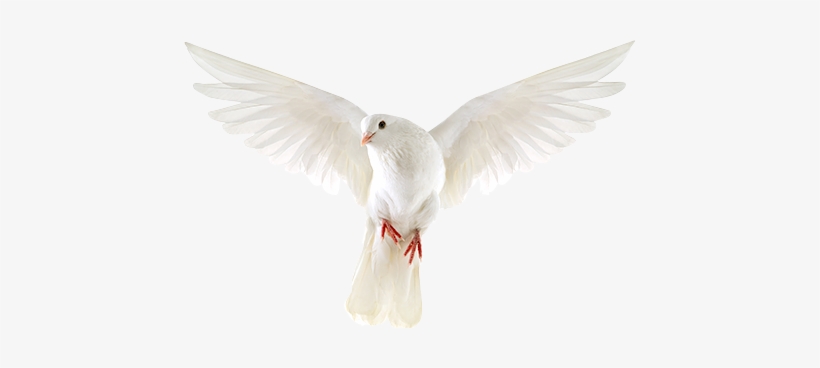 Wedding Flowers - Pigeons And Doves, transparent png download