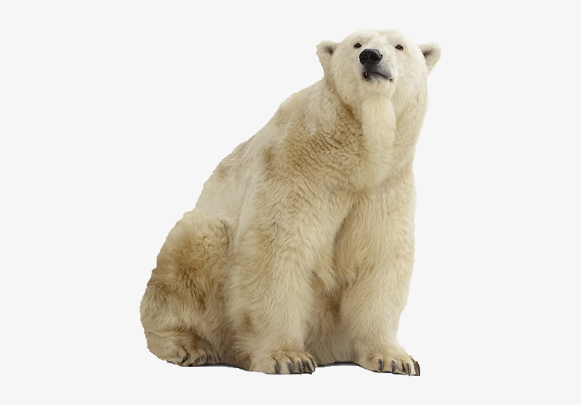 Polar Bear Png Pic - Stock Photography, transparent png download