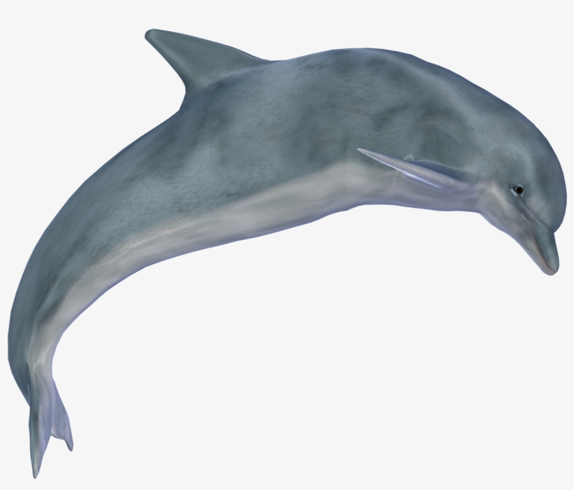 Dolphin Png Images - Dolphin Png, transparent png download