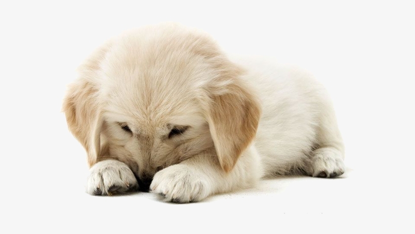 Golden Retriever Puppy Png Transparent Png 678x401 Free Download On Nicepng