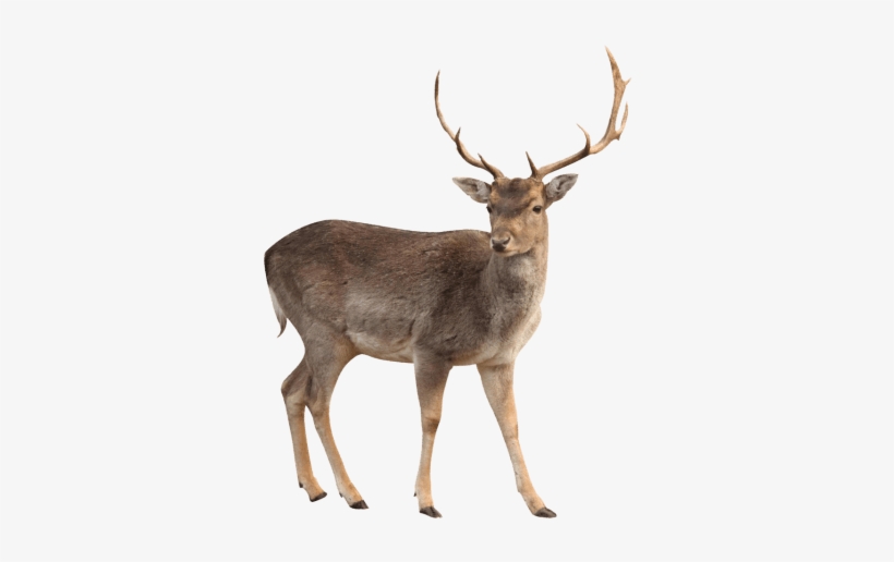 Free Png Deer Png Images Transparent - Deer Png, transparent png download