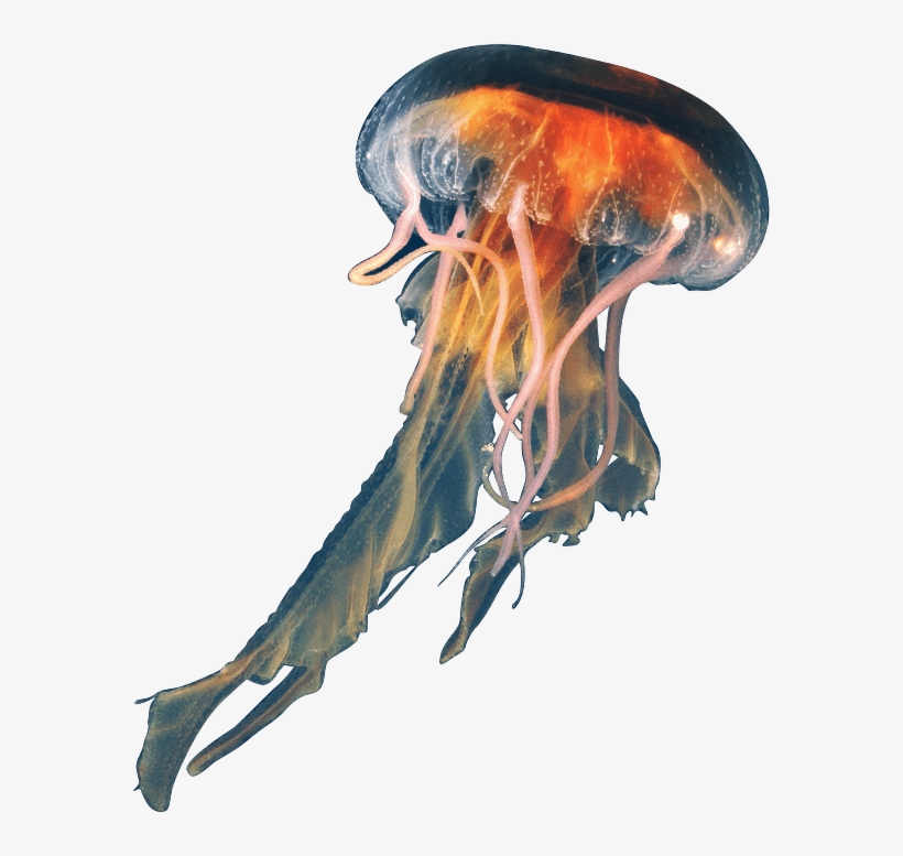 Jellyfish Png Download Image - Jellyfish Png, transparent png download