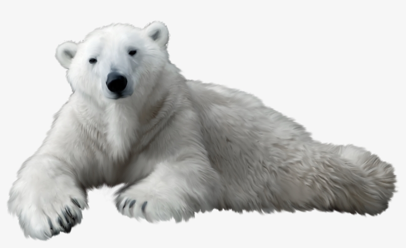 Polar Bear Png Clip Art - Polar Bear Transparent Background, transparent png download