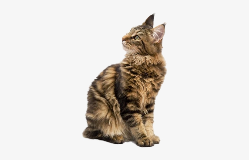 Maine Coon Png By Lg - Ciri Ciri Maine Coon, transparent png download