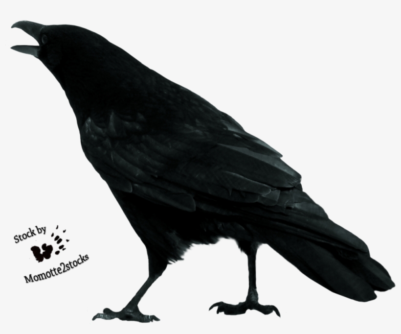 Crow Free Download Png - Crow Stock, transparent png download