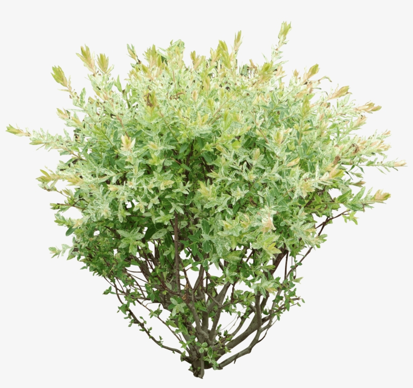Image Result For Bush Png - Bush Png, transparent png download
