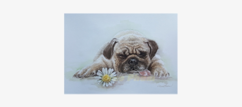 Pug, transparent png download