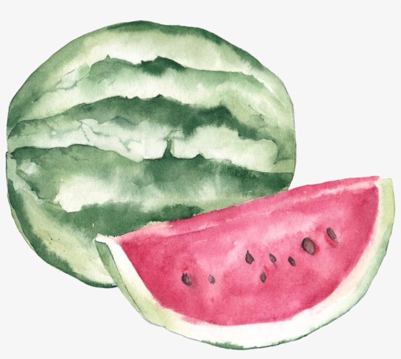 Watercolor Painting Lychee Illustration - Watermelon Clipart Watercolor, transparent png download