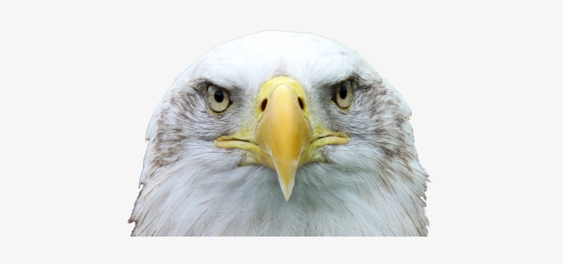 Adler,white Tailed Eagle,bald Eagle,raptor,bird Of - Aguia Png, transparent png download