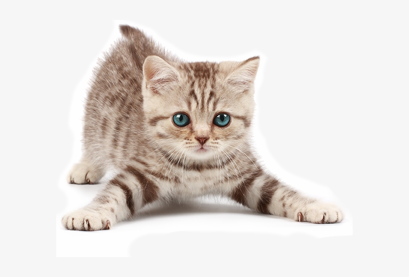Blue Eyed Cat - Petstages - Green Magic Boomerang Buddy Cat Toy - 1, transparent png download