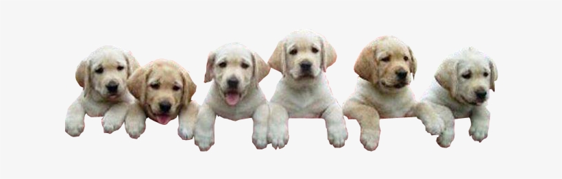 Png Royalty Free Library Image Climbing Png Community - Transparent Background Puppy Png, transparent png download