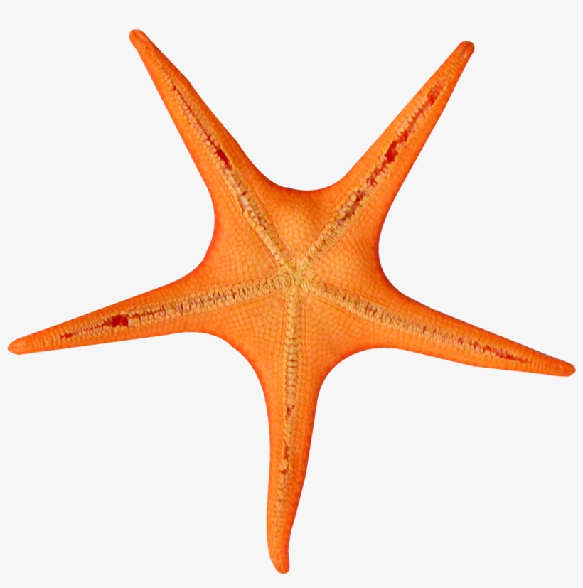 Stars Fish With Transparent Background, transparent png download
