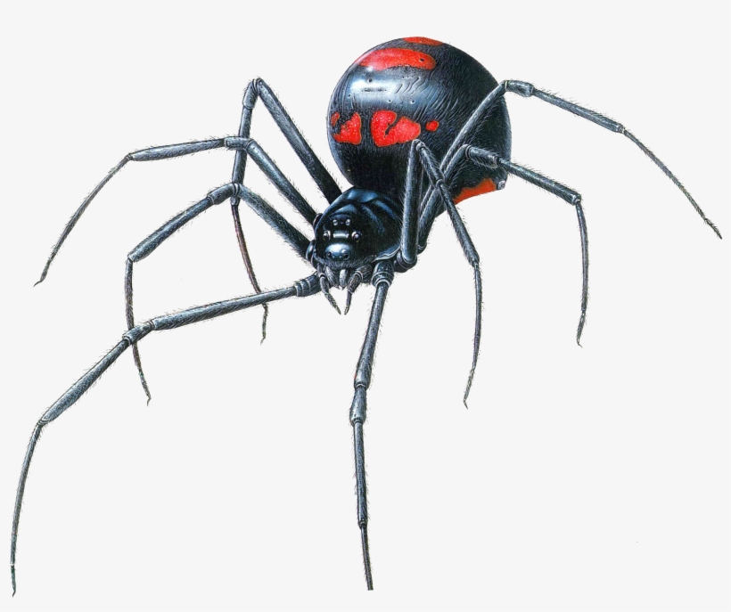 Black Widow Spider Transparent Png - Black Widow Spider Head, transparent png download