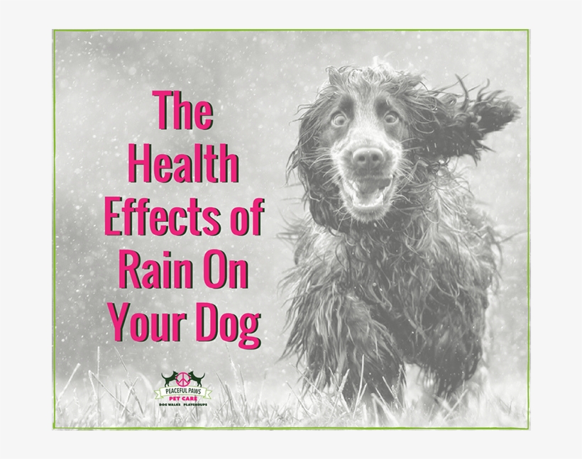 The Health Effects Of Rain On Your Dog - Awful Dog, transparent png download