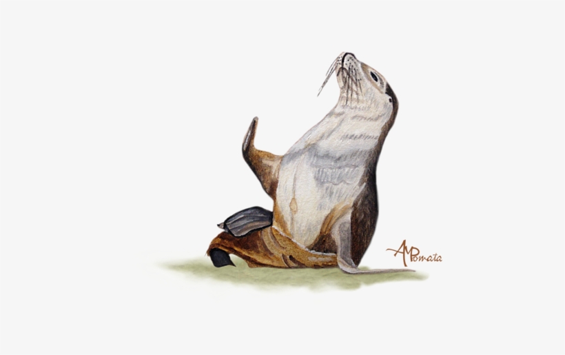 Click And Drag To Re-position The Image, If Desired - Sea Lion Watercolor, transparent png download