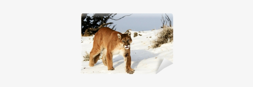 Puma, transparent png download