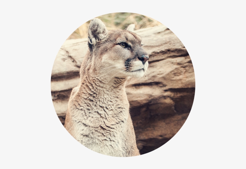 Mountain Lion Head Healer - Bobcat, transparent png download