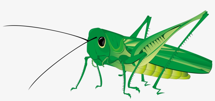 Jpg Royalty Free Stock Green Grasshopper Free On Dumielauxepices - Grasshopper Png, transparent png download