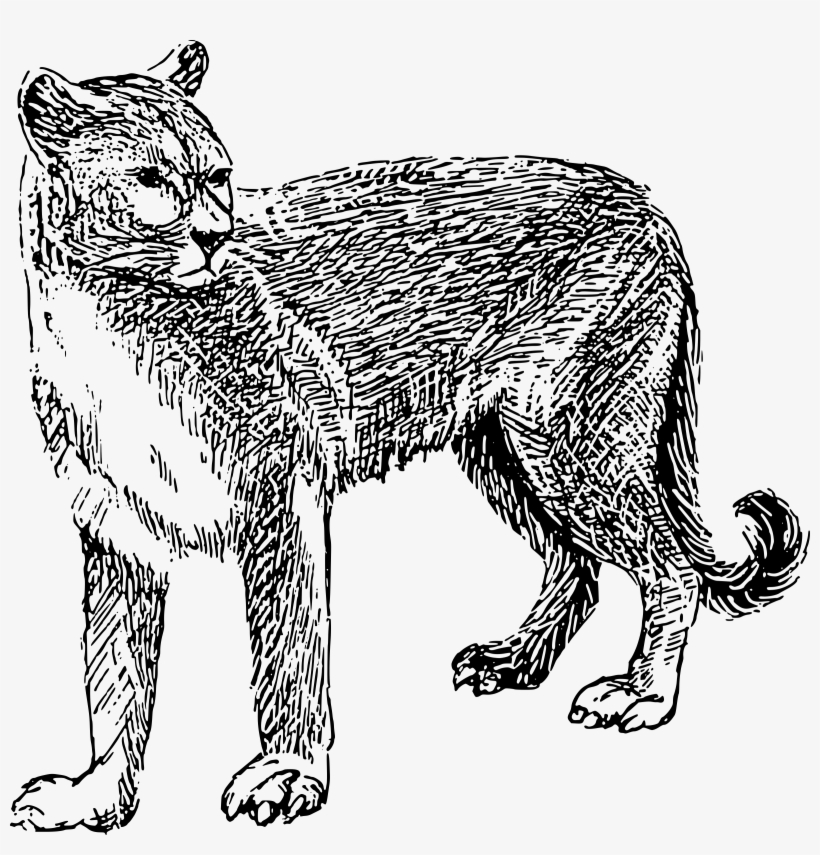 Big Image - Confessions Of A Reluctant Cougar, transparent png download