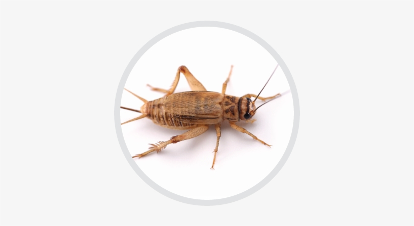 Certified Technicians For Eliminating House Cricket - Moving Animations Of Smiley Faces, transparent png download