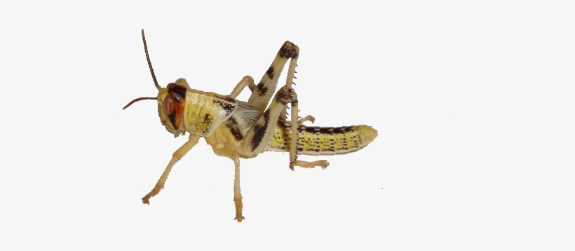 Grasshopper Png - Cricket Insect Gif On Transparent Background, transparent png download