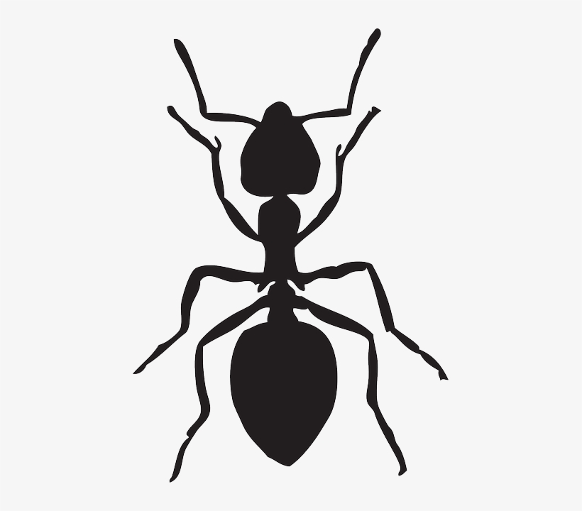 Free Image On Pixabay Ant Animal Insects - Ant Clipart Black And White, transparent png download
