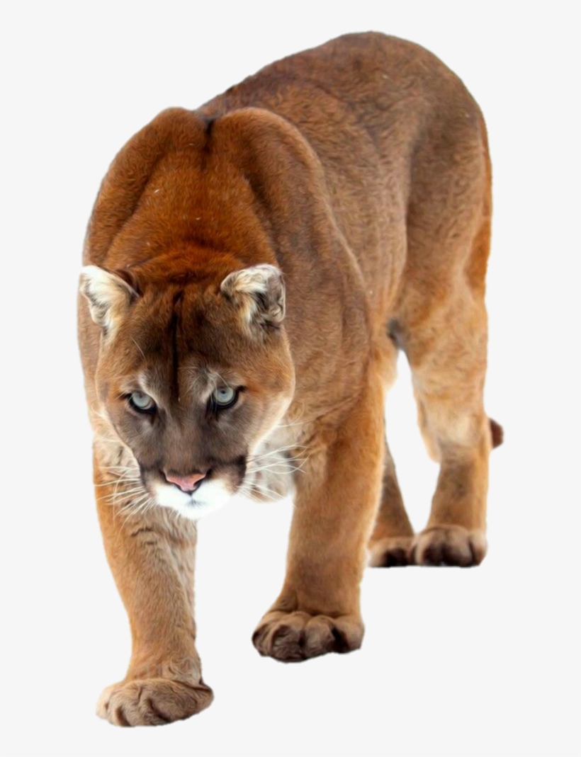 Cat, transparent png download