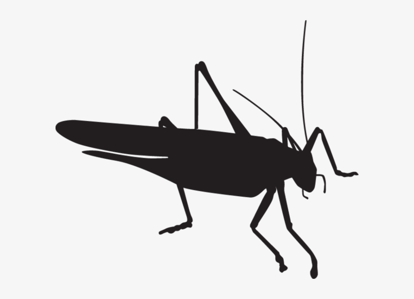 Grasshopper Free And Insect - Grasshopper Silhouette, transparent png download