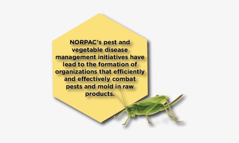 Bug Fact - Band Winged Grasshoppers, transparent png download