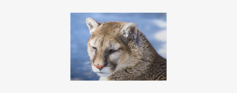 Cougar, transparent png download