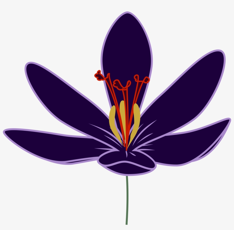 Crocus Clipart Big Flower - Saffron Flower Clipart, transparent png download